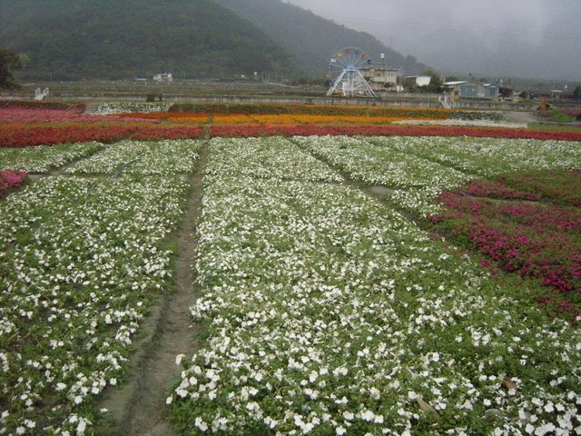 關山的花海