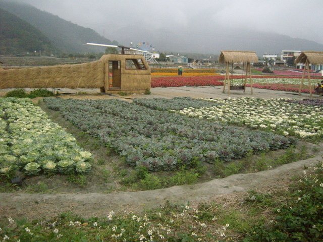 關山的花海