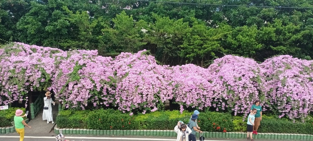 1121101泰山楓樹河濱公園賞蒜香紫藤花(一)