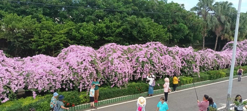 1121101泰山楓樹河濱公園賞蒜香紫藤花(一)