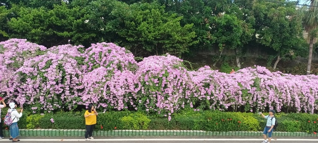 1121101泰山楓樹河濱公園賞蒜香紫藤花(一)