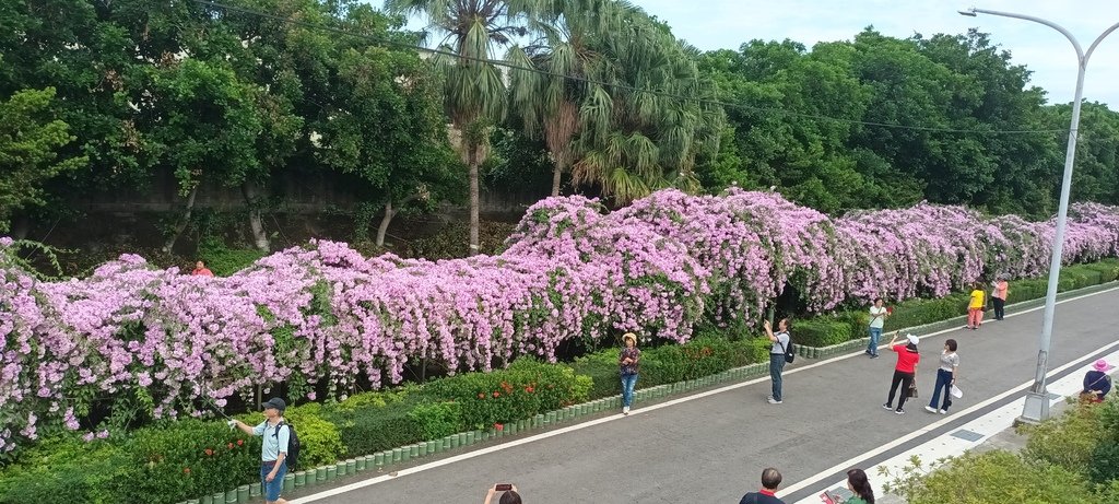 1121101泰山楓樹河濱公園賞蒜香紫藤花(一)