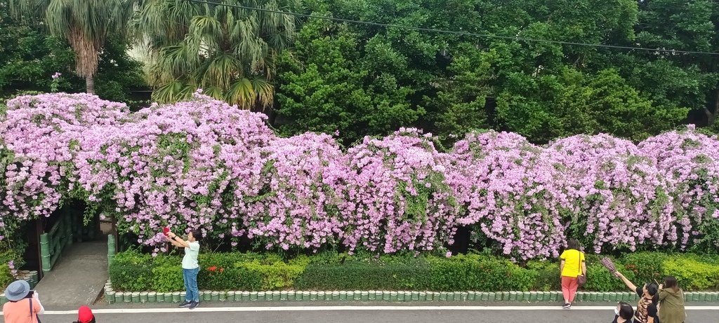 1121101泰山楓樹河濱公園賞蒜香紫藤花(一)