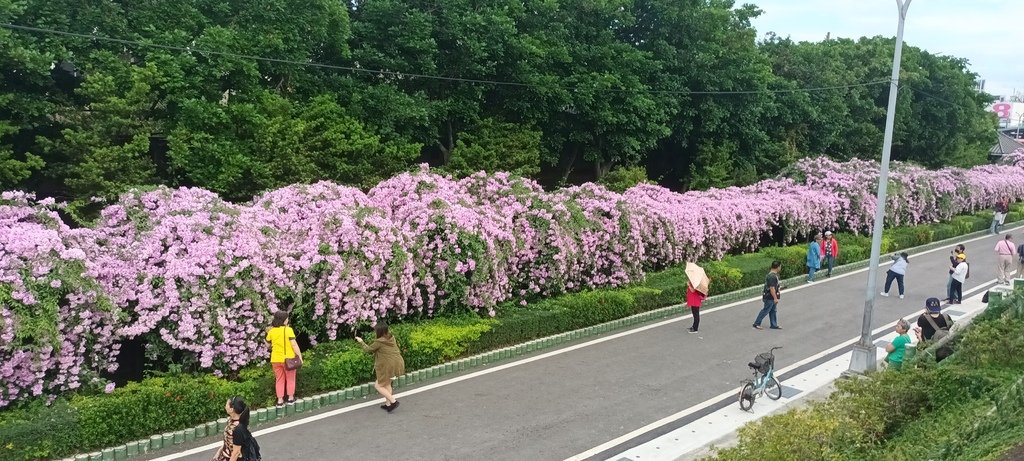 1121101泰山楓樹河濱公園賞蒜香紫藤花(一)