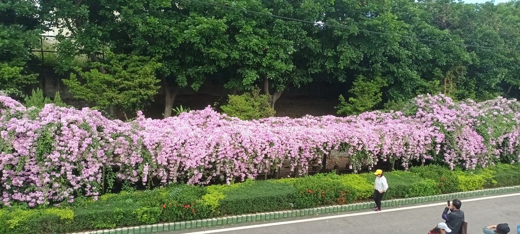 1121101泰山楓樹河濱公園賞蒜香紫藤花(一)