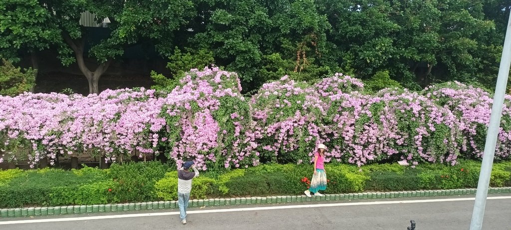 1121101泰山楓樹河濱公園賞蒜香紫藤花(一)