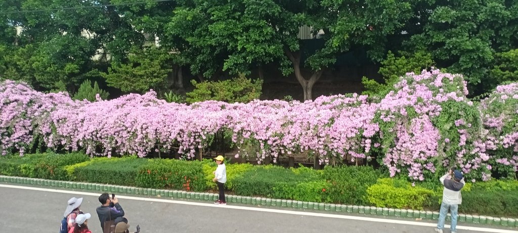 1121101泰山楓樹河濱公園賞蒜香紫藤花(一)