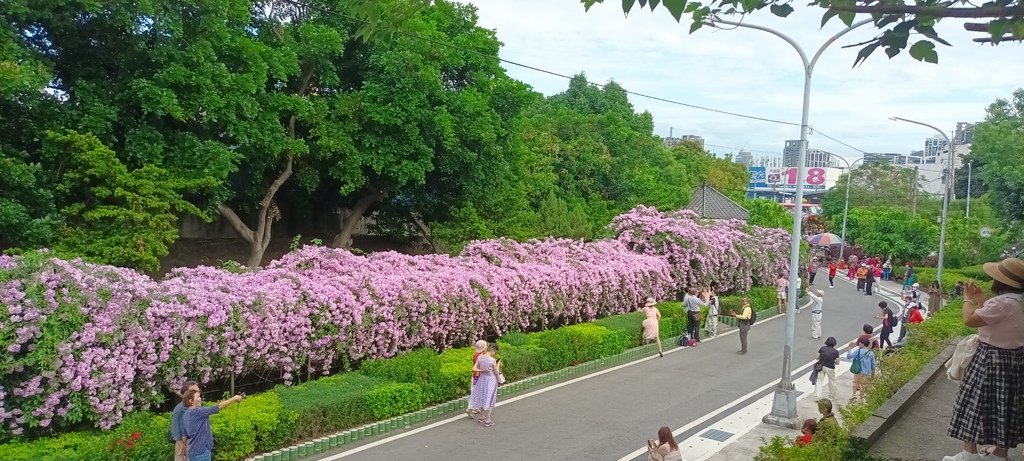 1121101泰山楓樹河濱公園賞蒜香紫藤花(一)