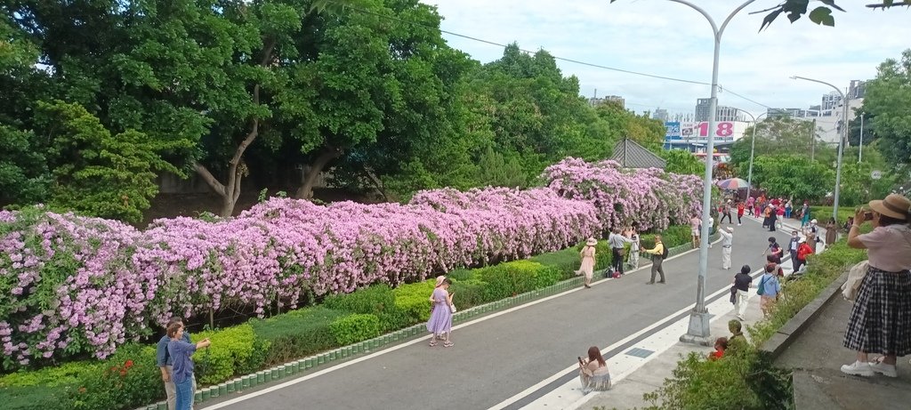 1121101泰山楓樹河濱公園賞蒜香紫藤花(一)