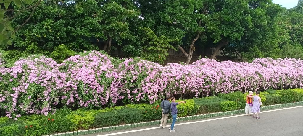 1121101泰山楓樹河濱公園賞蒜香紫藤花(一)