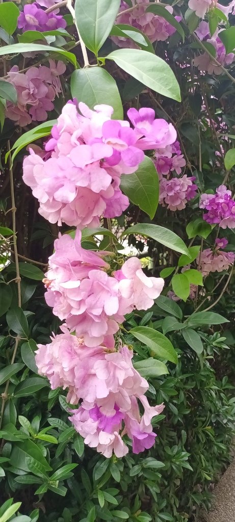 1121101泰山楓樹河濱公園賞蒜香紫藤花(一)