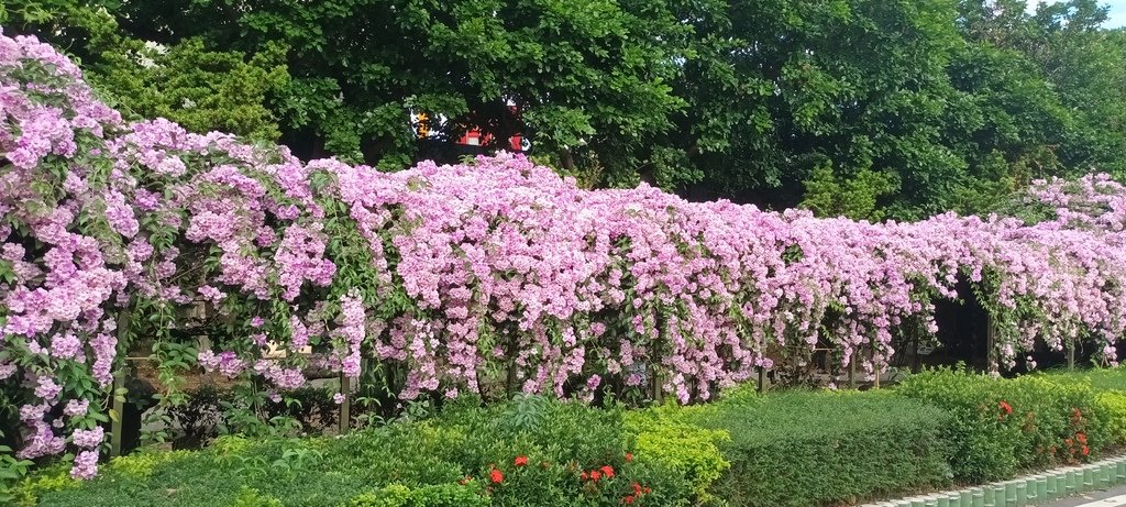 1121101泰山楓樹河濱公園蒜香紫藤花開(二)