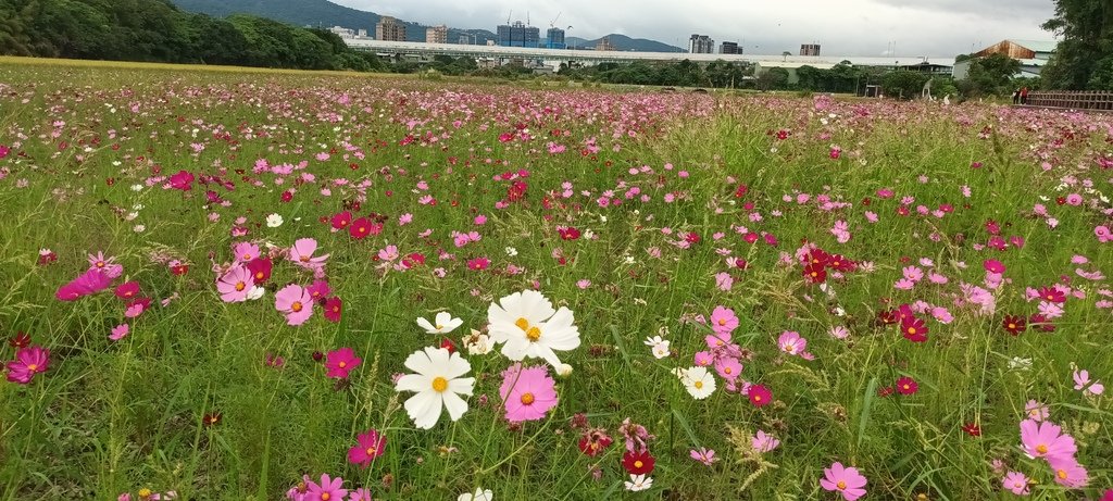 1121110 2023年關渡賞花海~主題花田喜事(二)