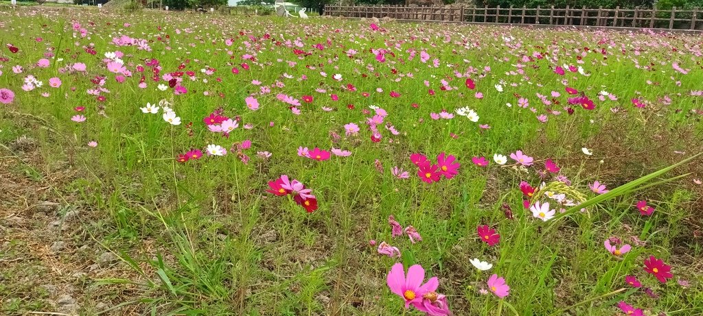 1121110 2023年關渡賞花海~主題花田喜事(二)