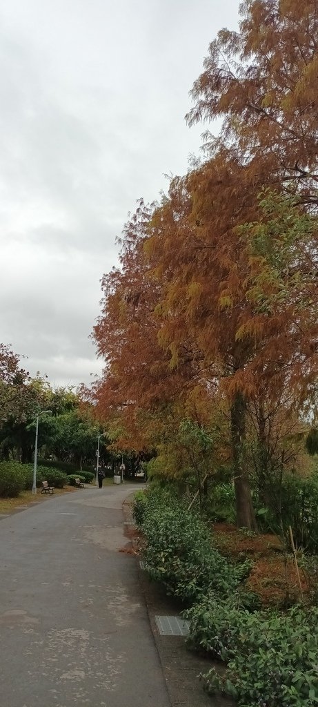 落雨松不再落雨了!