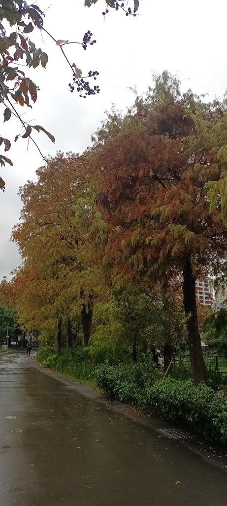 落雨松不再落雨了!