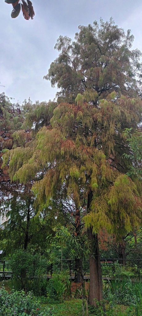 落雨松不再落雨了!