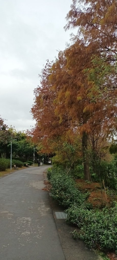 落雨松不再落雨了!