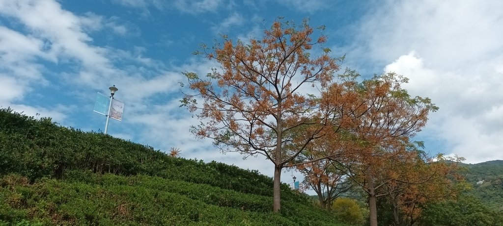 1130201北投社三層崎公園花海節活動(台版富良野)(一)