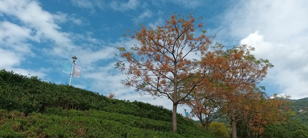 1130201北投社三層崎公園花海節活動(台版富良野)(一)