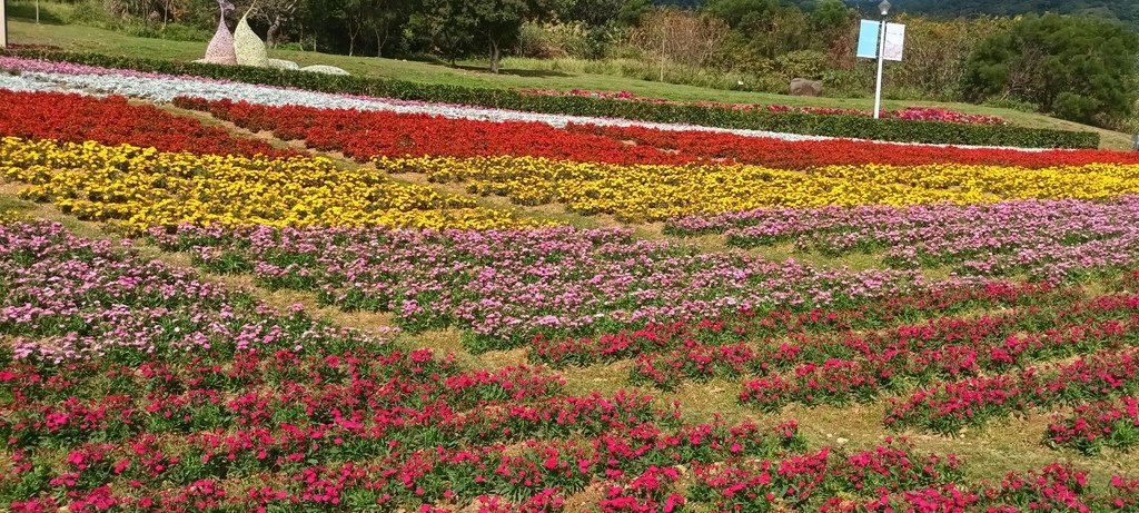 1130201北投社三層崎公園花海節活動(台版富良野)(三)