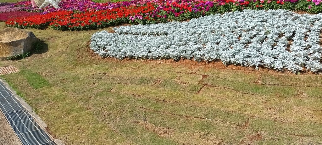 1130201北投社三層崎公園花海節活動(台版富良野)(三)