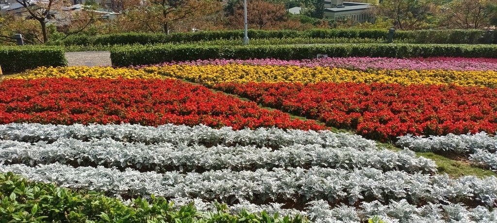 1130201北投社三層崎公園花海節活動(台版富良野)(三)