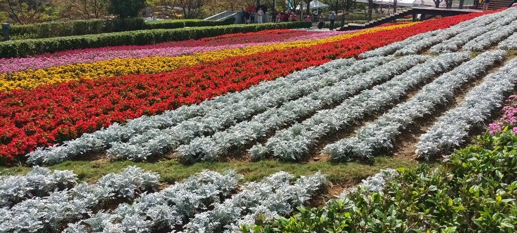 1130201北投社三層崎公園花海節活動(台版富良野)(三)