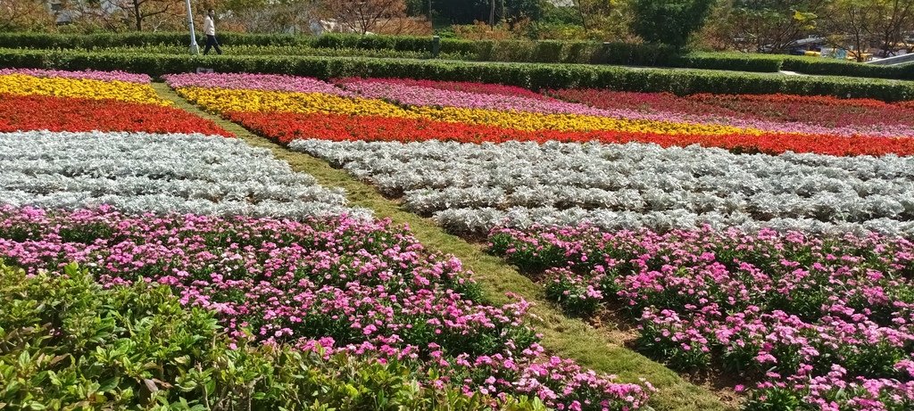 1130201北投社三層崎公園花海節活動(台版富良野)(三)