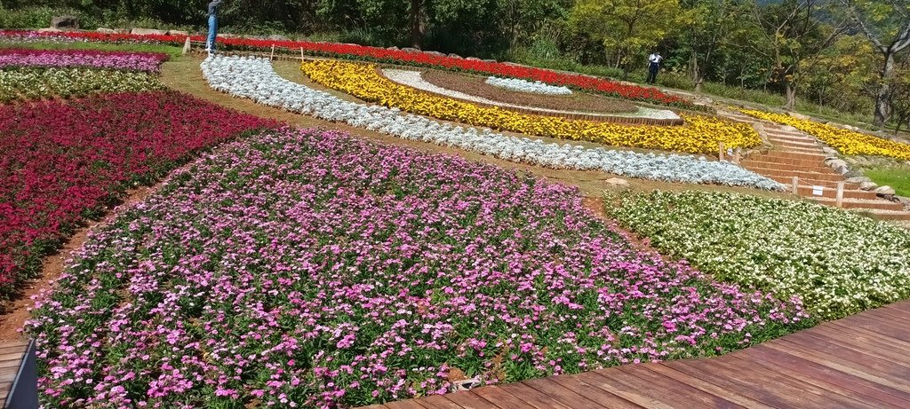 1130201北投社三層崎公園花海節活動(台版富良野)(三)