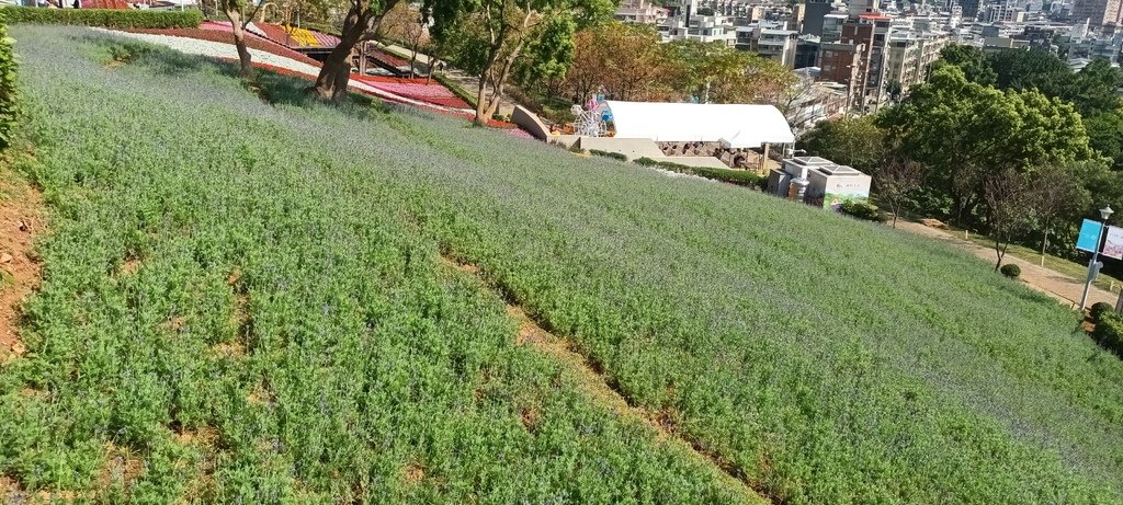 1130201北投社三層崎公園花海節活動(台版富良野)(三)