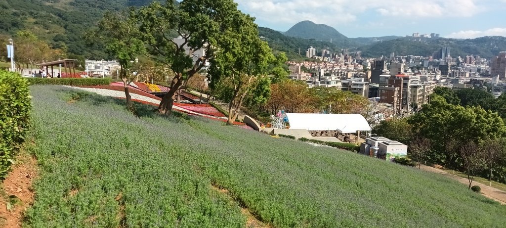 1130201北投社三層崎公園花海節活動(台版富良野)(三)