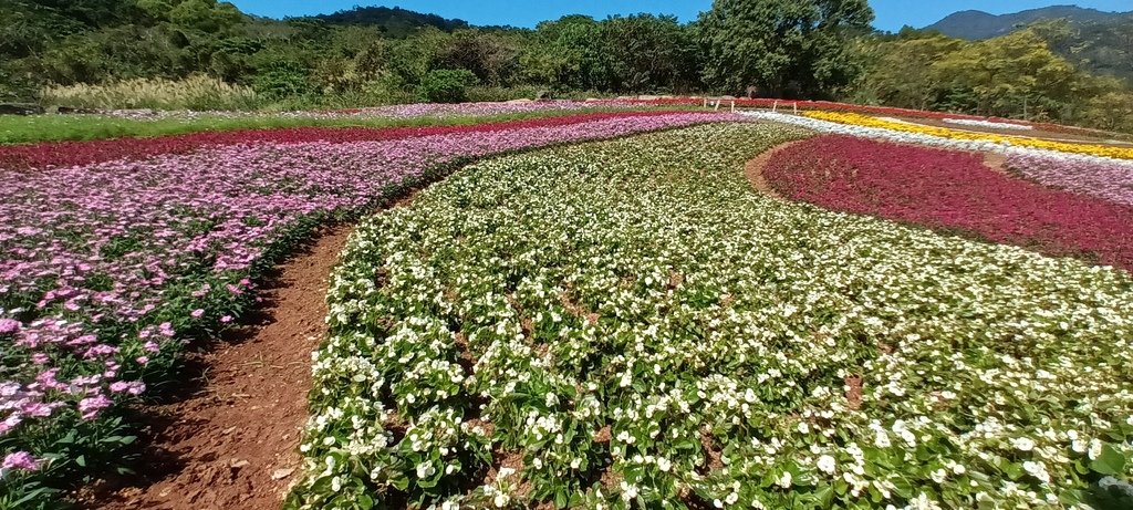 1130201北投社三層崎公園花海節活動(台版富良野)(三)