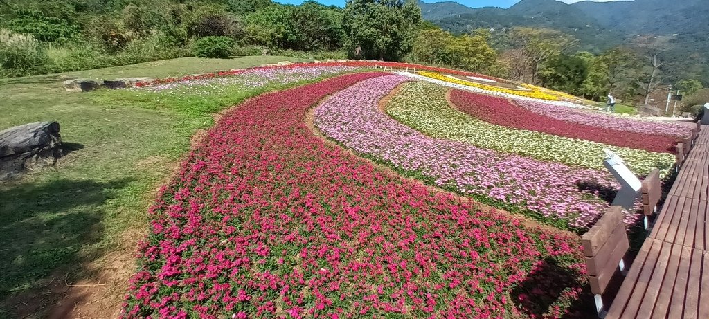 1130201北投社三層崎公園花海節活動(台版富良野)(三)