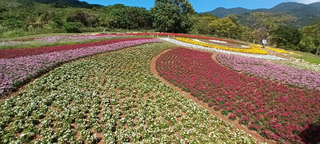 1130201北投社三層崎公園花海節活動(台版富良野)(三)