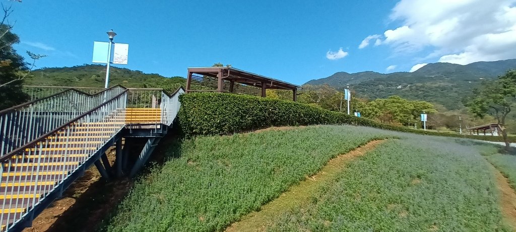 1130201北投社三層崎公園花海節活動(台版富良野)(三)