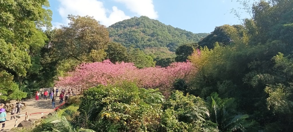 1130201淡水天元宮後山賞櫻花(二)