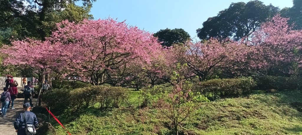 1130201淡水天元宮後山賞櫻花(二)