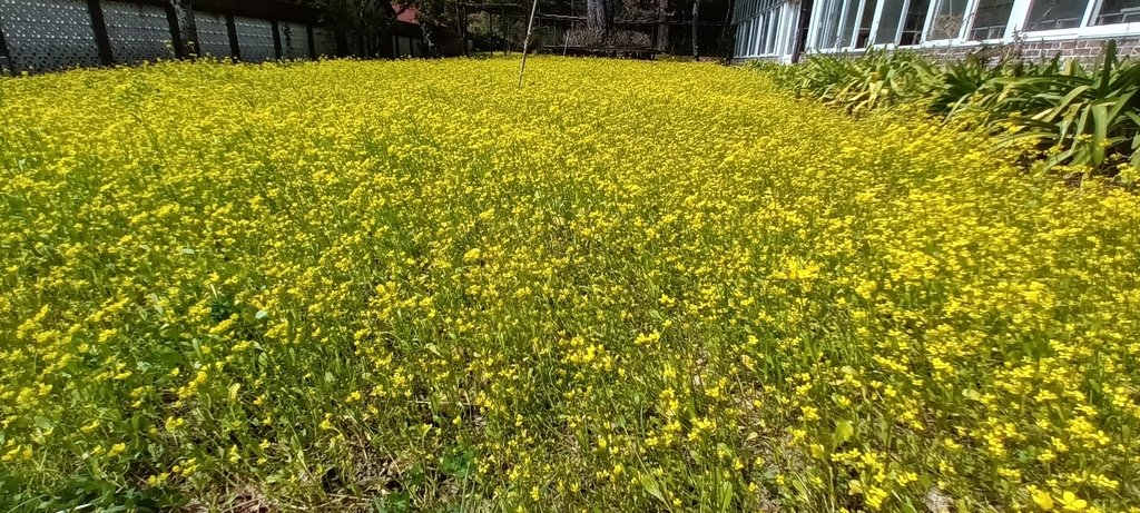 1130219武陵農場櫻花季賞櫻花一日遊～花季期間內(六)武