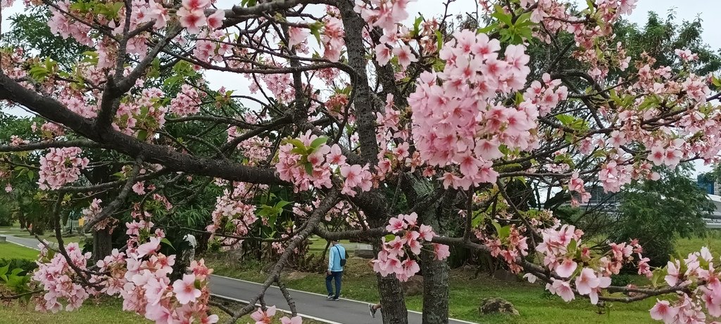 1130222新店陽光運動公園賞櫻花(六)最後的櫻花。