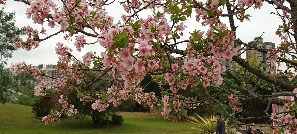 1130222新店陽光運動公園賞櫻花(六)最後的櫻花。