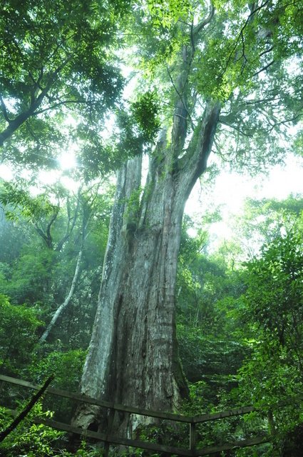 轉貼相關新聞消息:43歲越野跑者獨入北德拉曼巨木步道 墜80