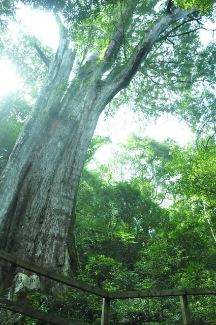 轉貼相關新聞消息:43歲越野跑者獨入北德拉曼巨木步道 墜80