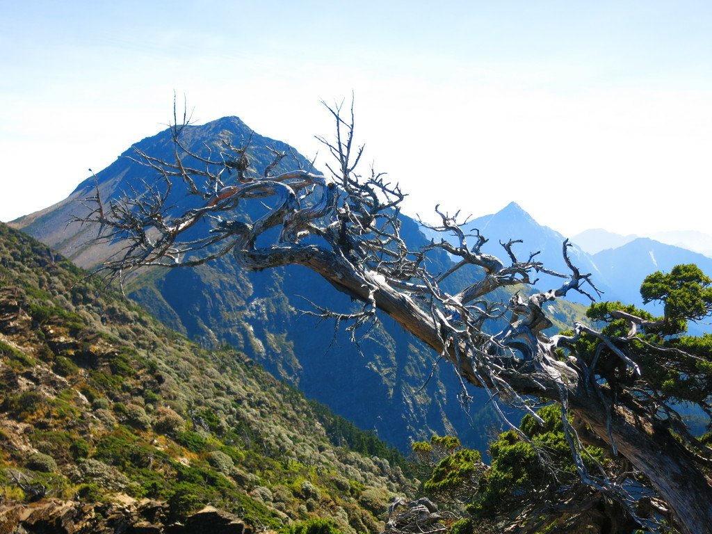 南湖五岩峰上謙卑的圓柏