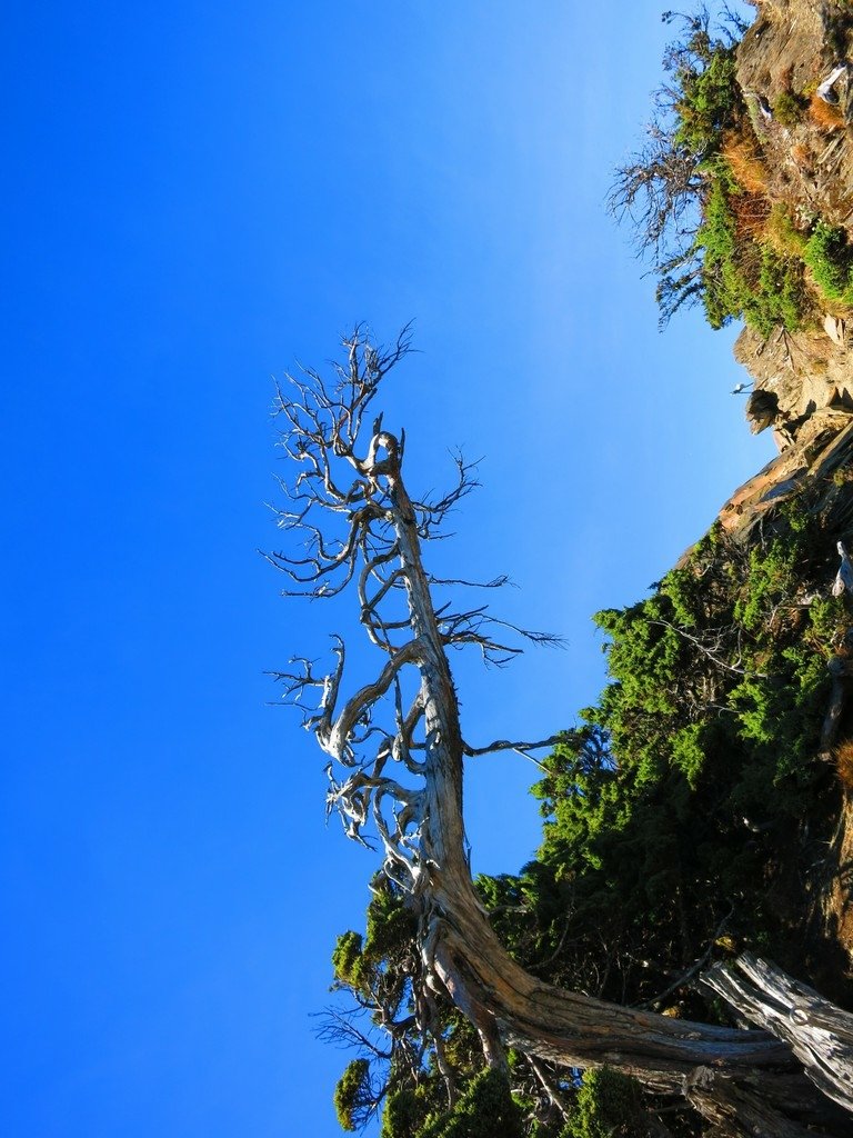 南湖五岩峰上謙卑的圓柏