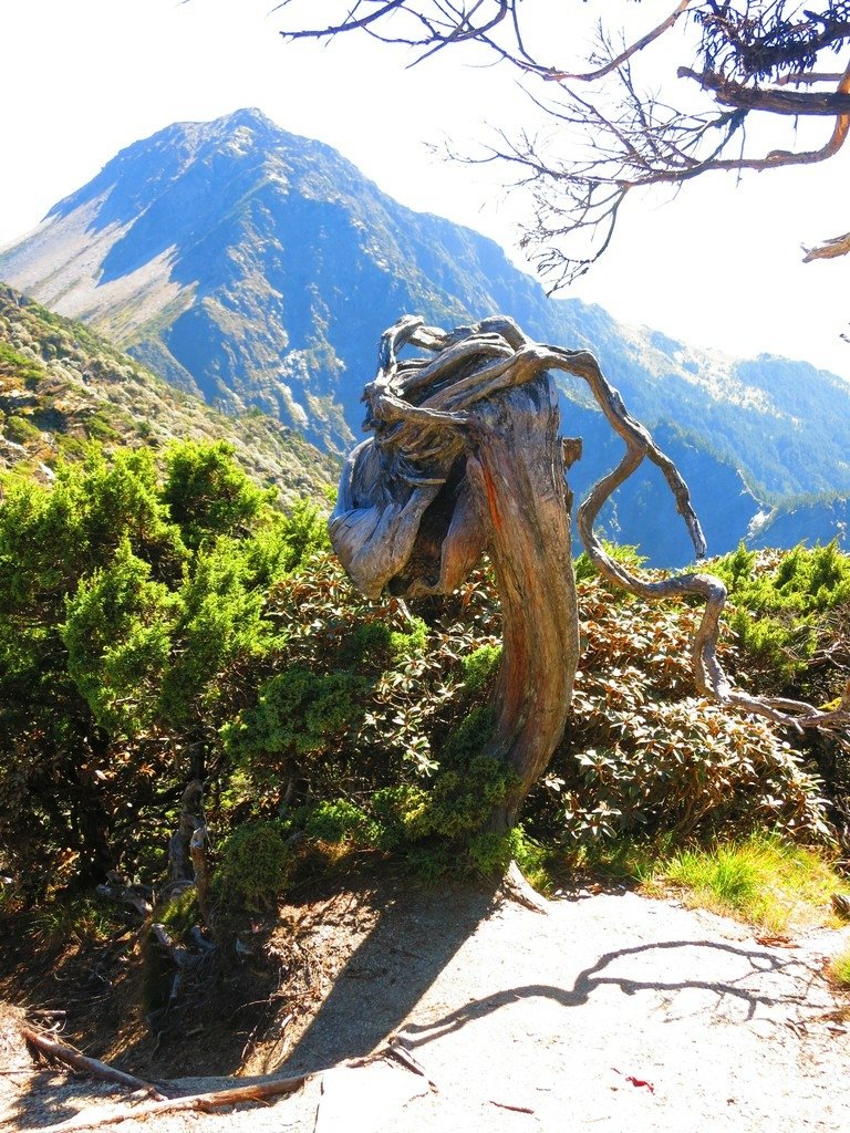 南湖五岩峰上謙卑的圓柏