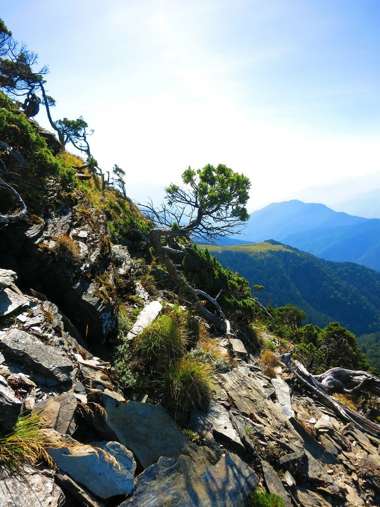 南湖五岩峰上謙卑的圓柏