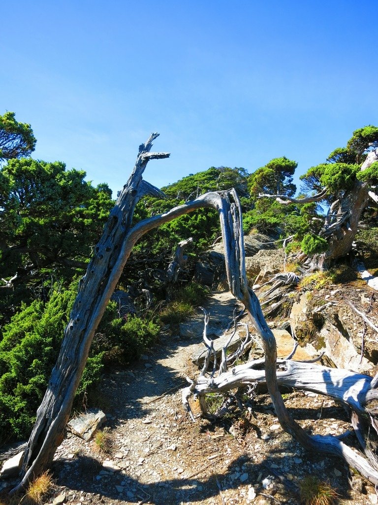 南湖五岩峰上謙卑的圓柏