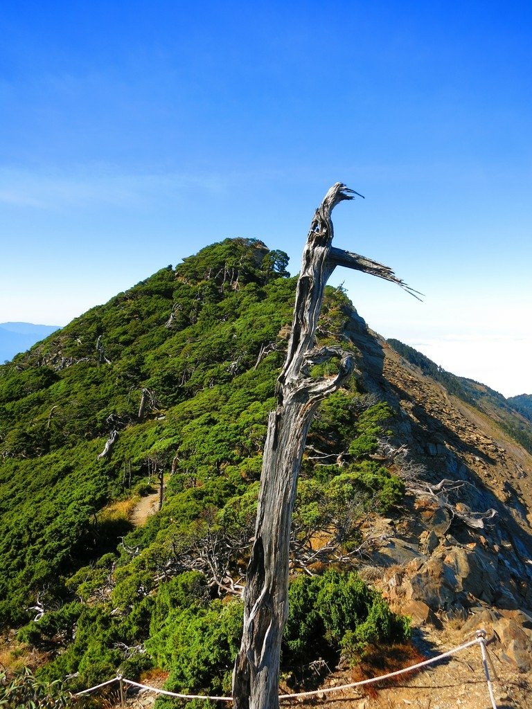 南湖五岩峰上謙卑的圓柏