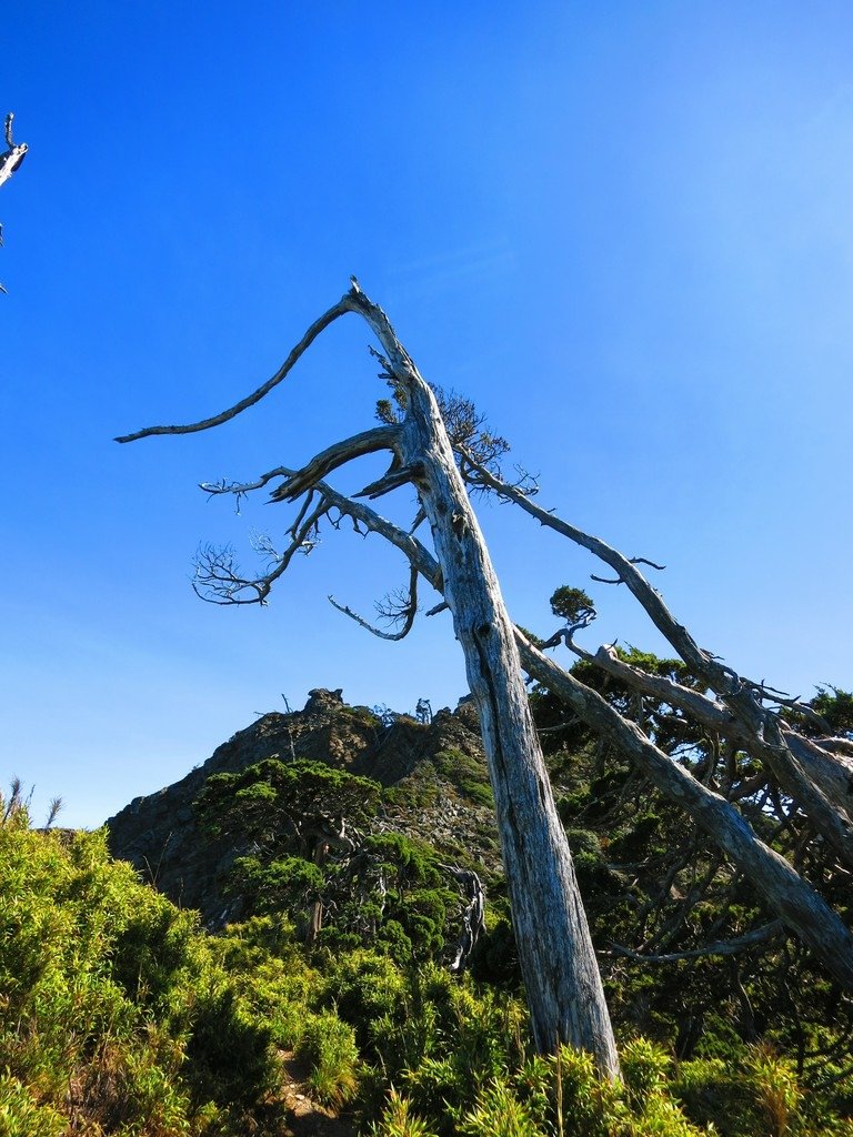 南湖五岩峰上謙卑的圓柏